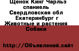 Щенок Кинг Чарльз спаниель - Свердловская обл., Екатеринбург г. Животные и растения » Собаки   